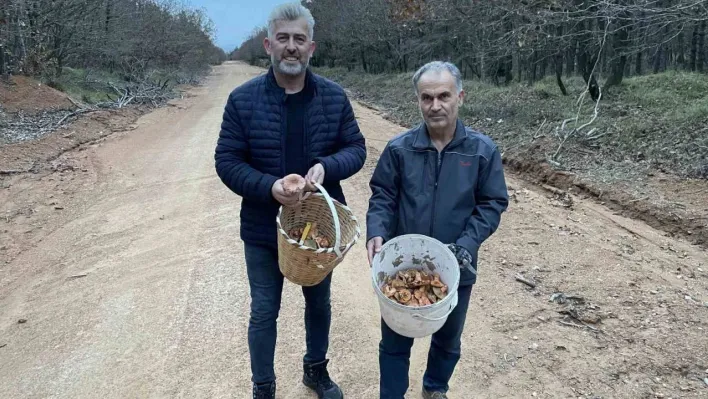 Yoğun yağış mantarsevenleri ormana döktü