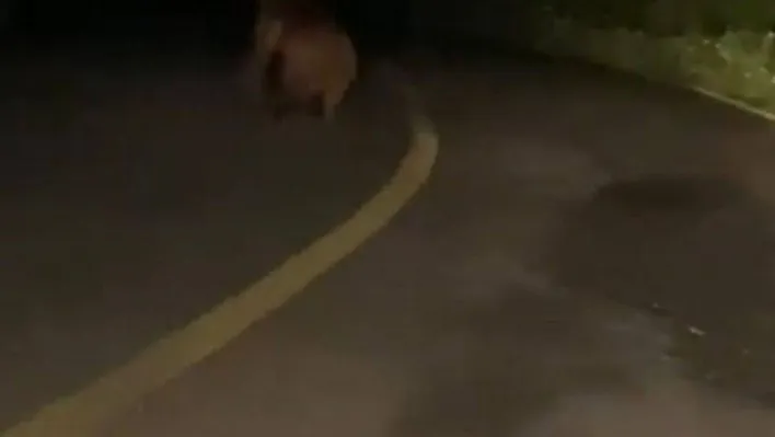 Yola inen yavru ayı cep telefonu ile görüntülendi