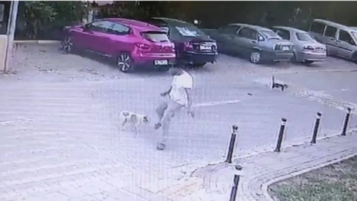 Yolda yürürken sebepsiz yere köpeğe tekme attı, o anlar kamerada