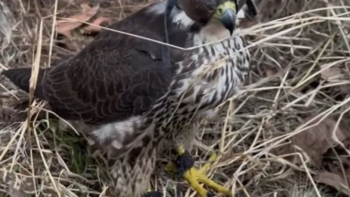 Yurt dışına kuş kaçırma hazırlığında olan 2 kişiye 1 milyon 524 bin lira ceza