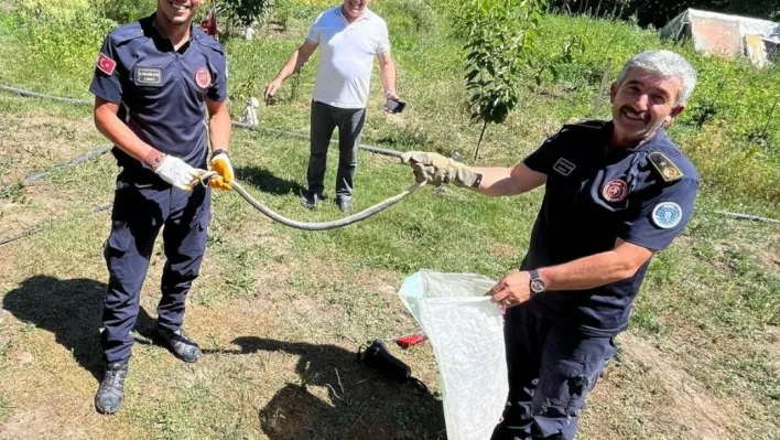 Zehirli yılanı eliyle yakalayıp pet şişeye böyle koydu