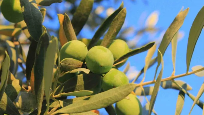 Zeytin alırken nelere dikkat etmeli Oleolog Kıvrak açıkladı