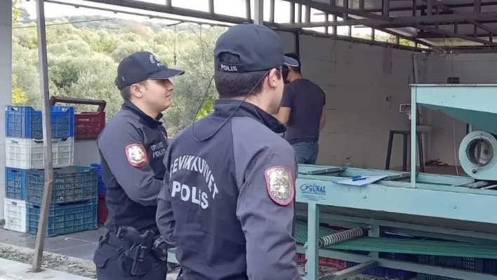 Zeytin bahçelerinde polis göz açtırmıyor