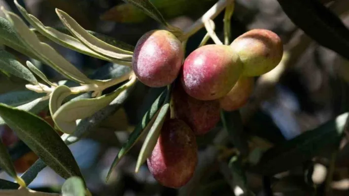 Zeytin ve ekmek kitapları Dünya Kitap Yarışması'nda