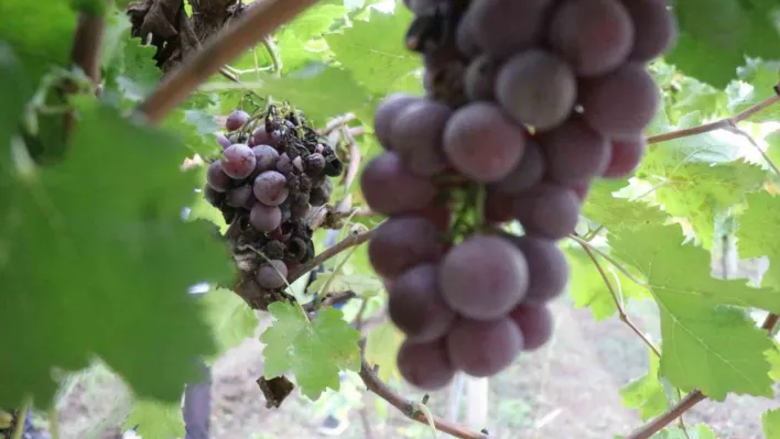 Zirai dondan etkilenerek verimi yüzde 80 düşen üzüm, çiftçinin hayal kırıklığı oldu