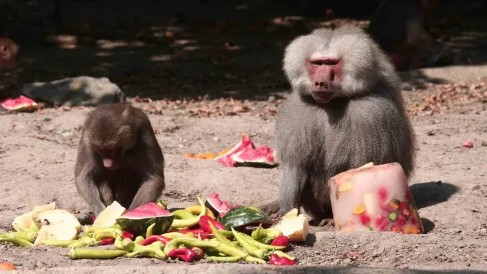 Zoopark'ta 40 derece sıcakta buzlu meyve keyfi