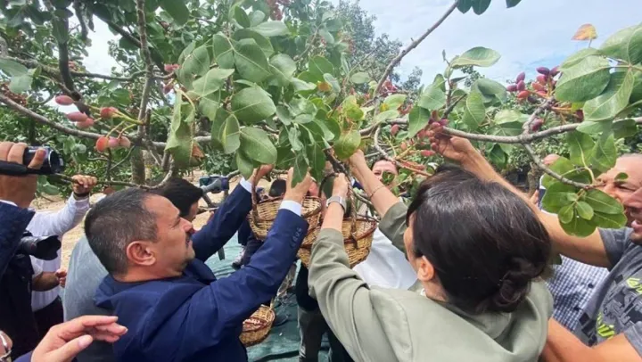 Ayvacık'ta üretilen Antep fıstığı kurulacak tesis ile markalaşacak