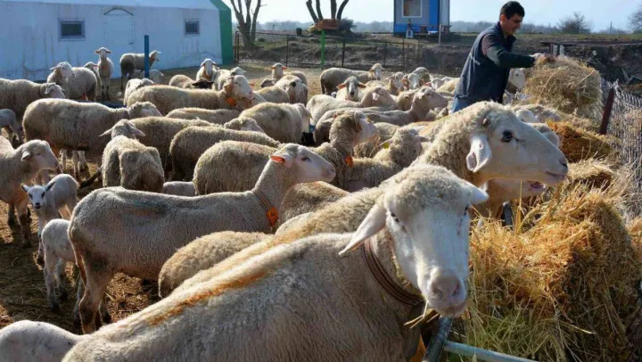 Balıkesir kuzusunda marka Sındırgı olacak