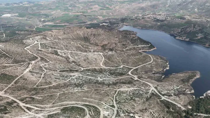 Çanakkale'de yanan ormanlar yangına dayanıklı fidanlarla yeniden yeşerdi