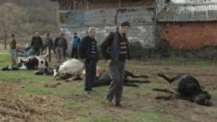 Hayvanları Şap Aşısı mı Öldürdü ? 