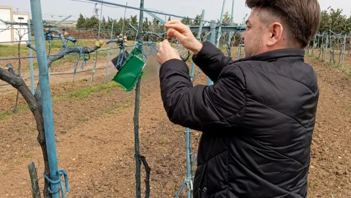 Kırklareli'nde kahverengi kokarca böceği zararlarına karşı önlem alındı