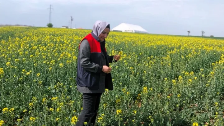 Kırklareli'nde kanola ve hububat tarlaları incelendi