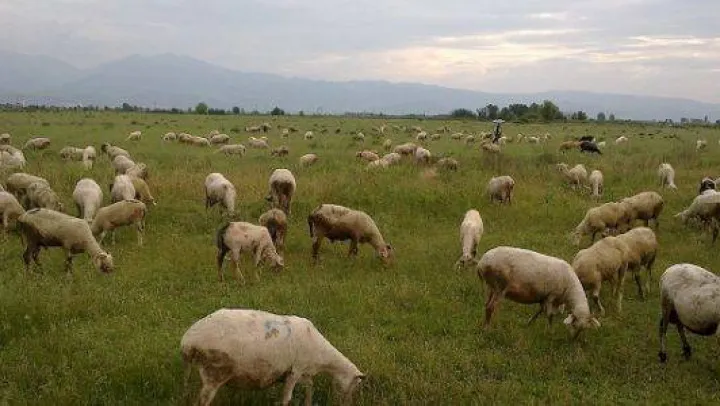 Kurbana hazırlanırken yakalandılar