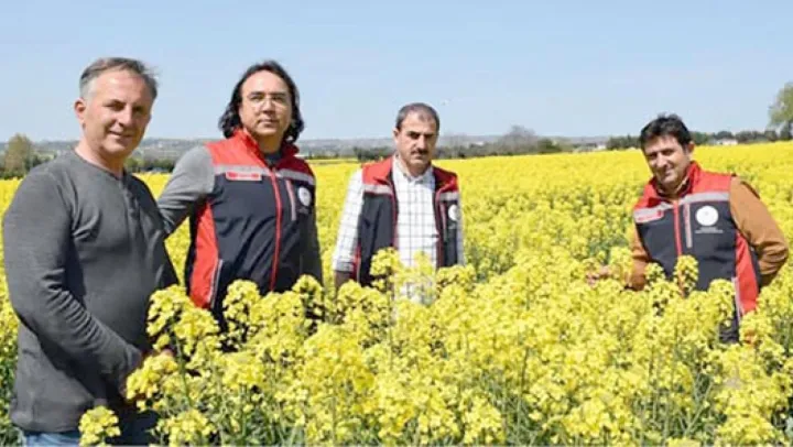 Silivri'de Kanola tarlaları sarıya büründü