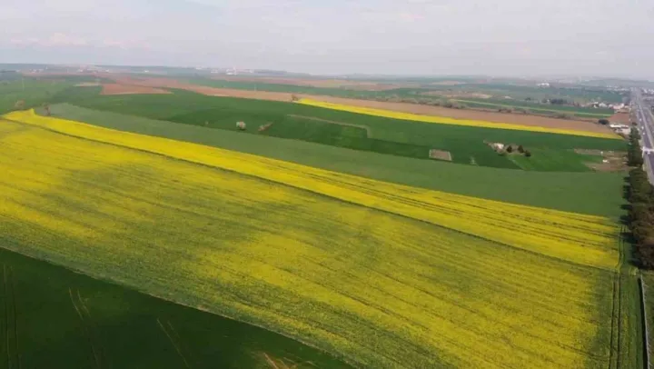 Yeşil ile sarının dansı: Tekirdağ'da kanola tarlaları görsel şölen sunuyor