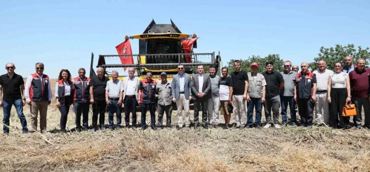 Silivri'de konala ve buğday hasadı başladı