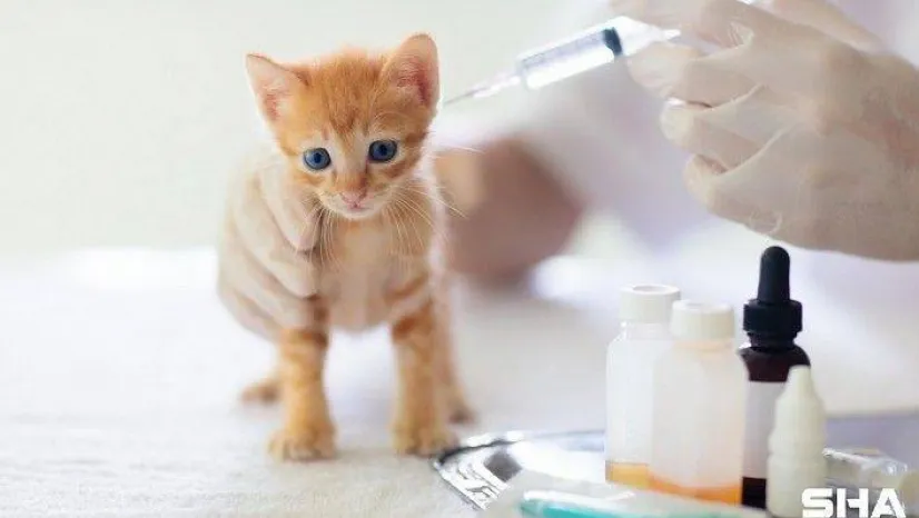 Yavru Kedi Aşıları ne zaman yaptırılmalı?
