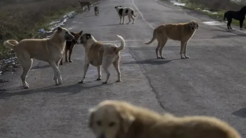 İstanbul Valiliği duyurdu: Sokak köpeklerini kontrolsüz beslemek yasaklandı