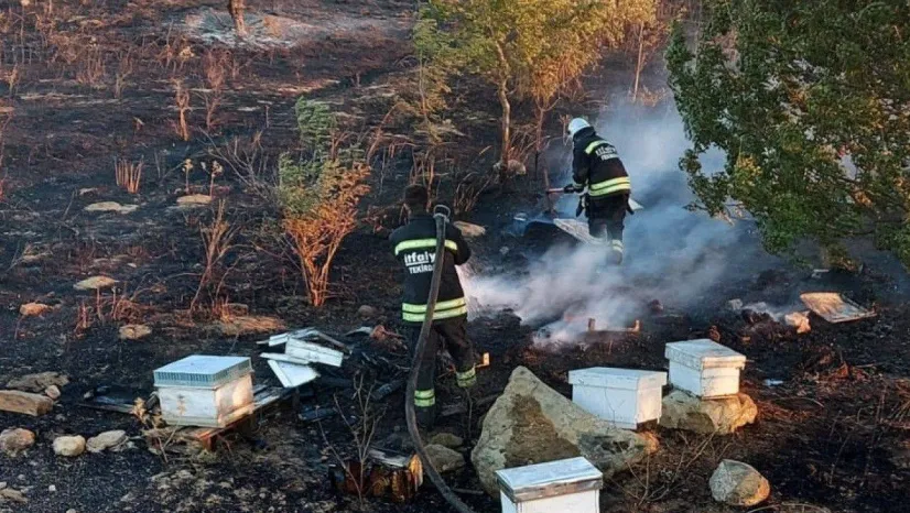 Malkara'da binlerce arı diri diri yandı: 15 yıllık emek kül oldu