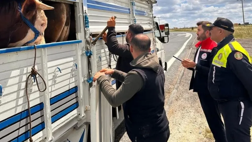 Tekirdağ'da kaçak hayvan sevkiyatına 105 bin TL ceza