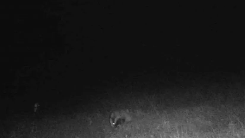 Tekirdağ'da porsuk ve kaya sansarı görüntülendi