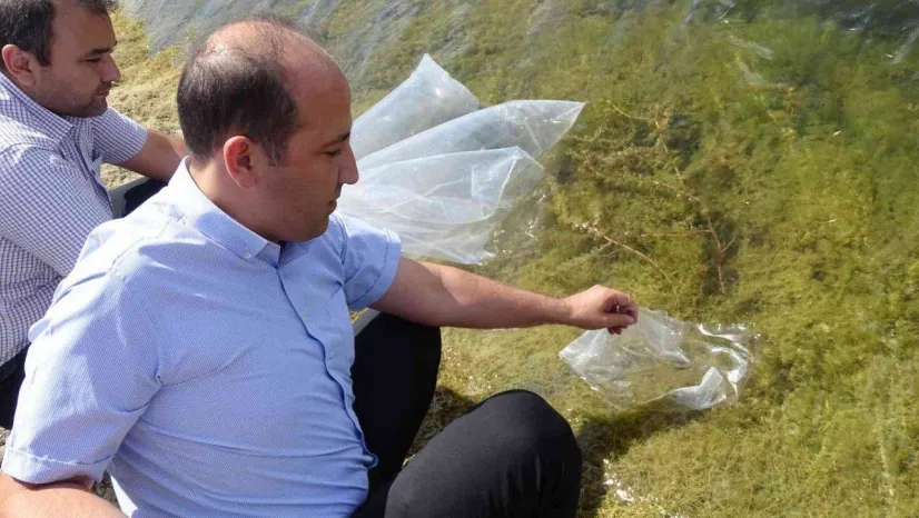 Tekirdağ'da yüz binlerce yavru sazan göletlere bırakıldı