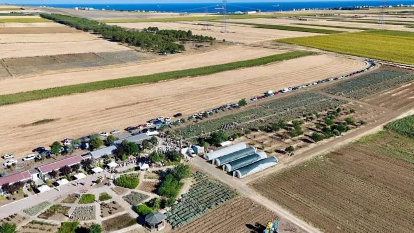 Silivri'de Lavanta Hasat Şenliği